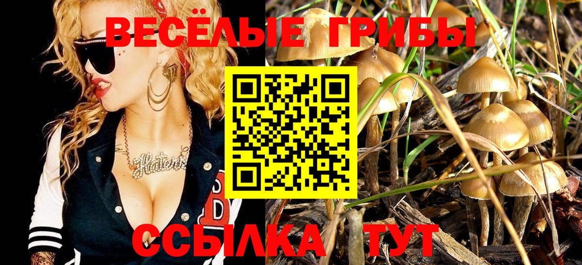 Галлюциногенные грибы Psilocybe Дмитров